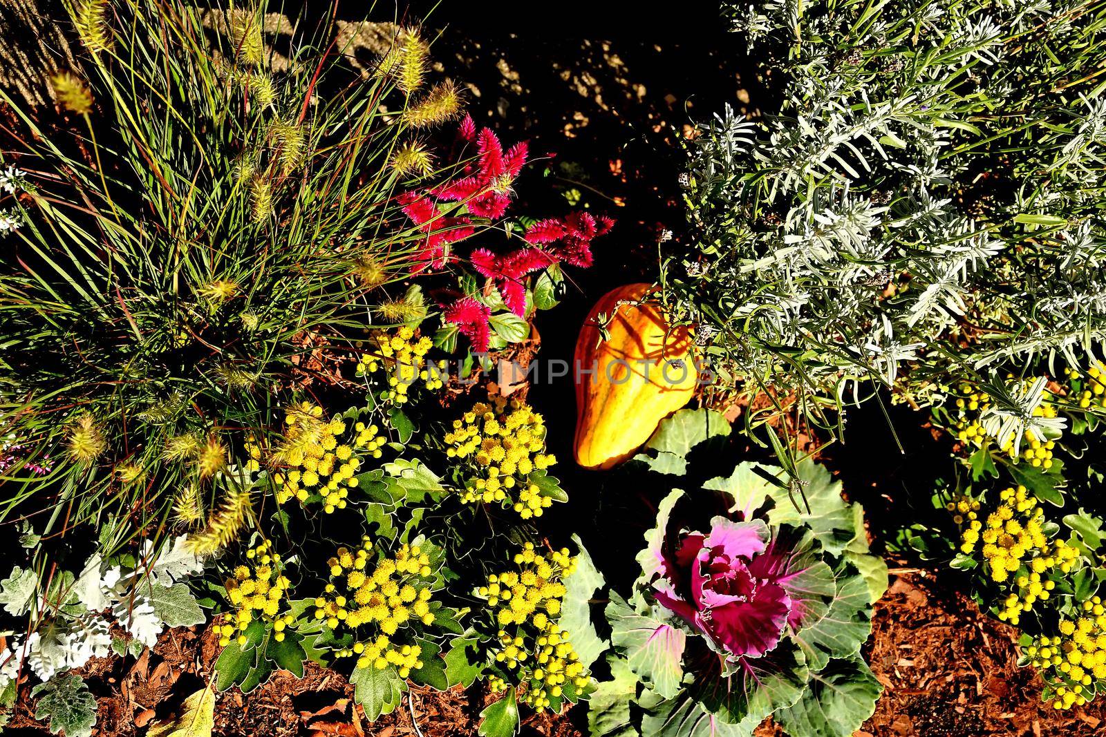 autumnal decorated garden with flowers and squash