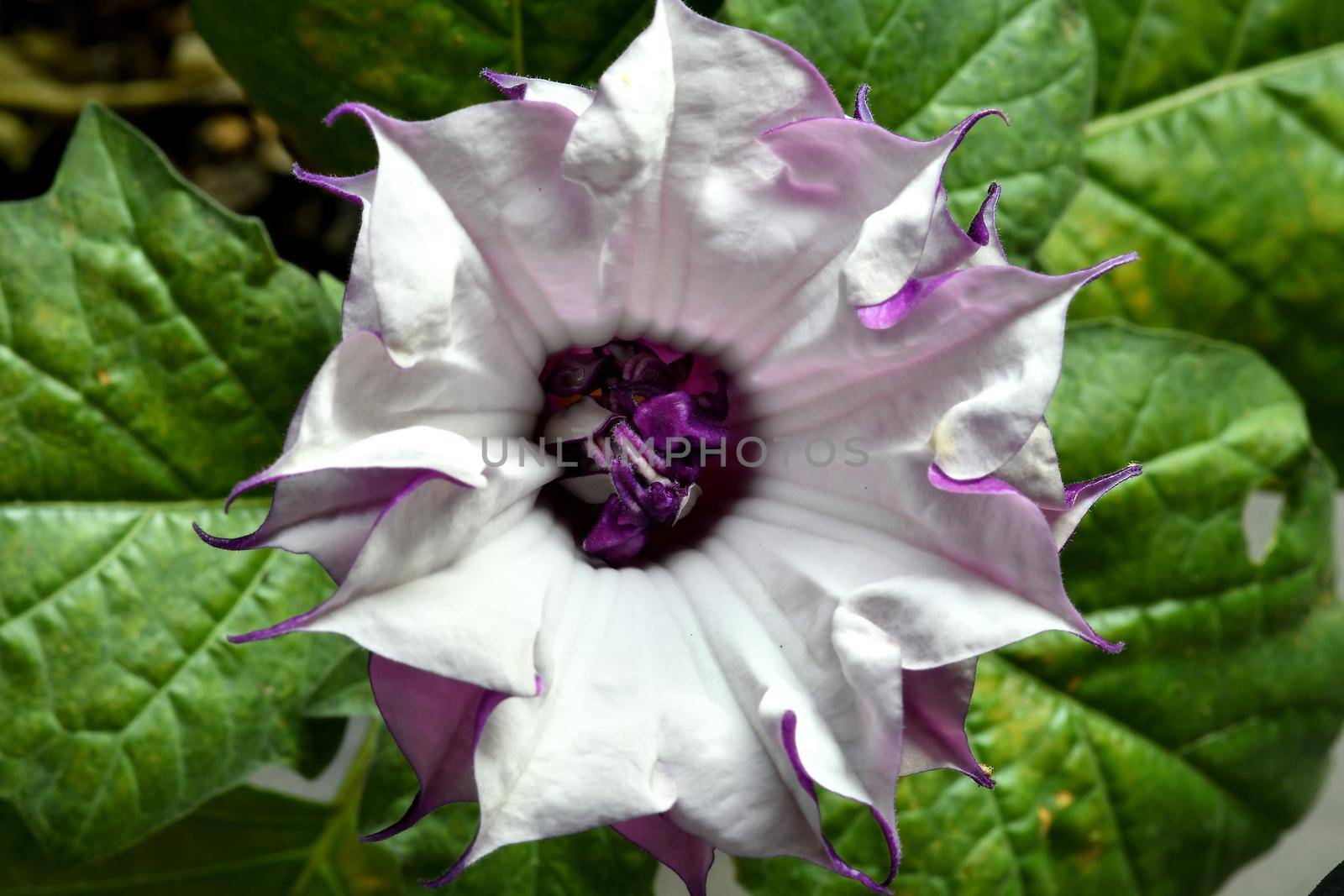 thorn apple with violet and white flower by Jochen