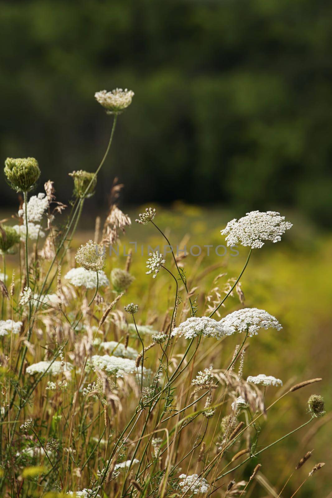 Wild meadow flowers in field on summer day