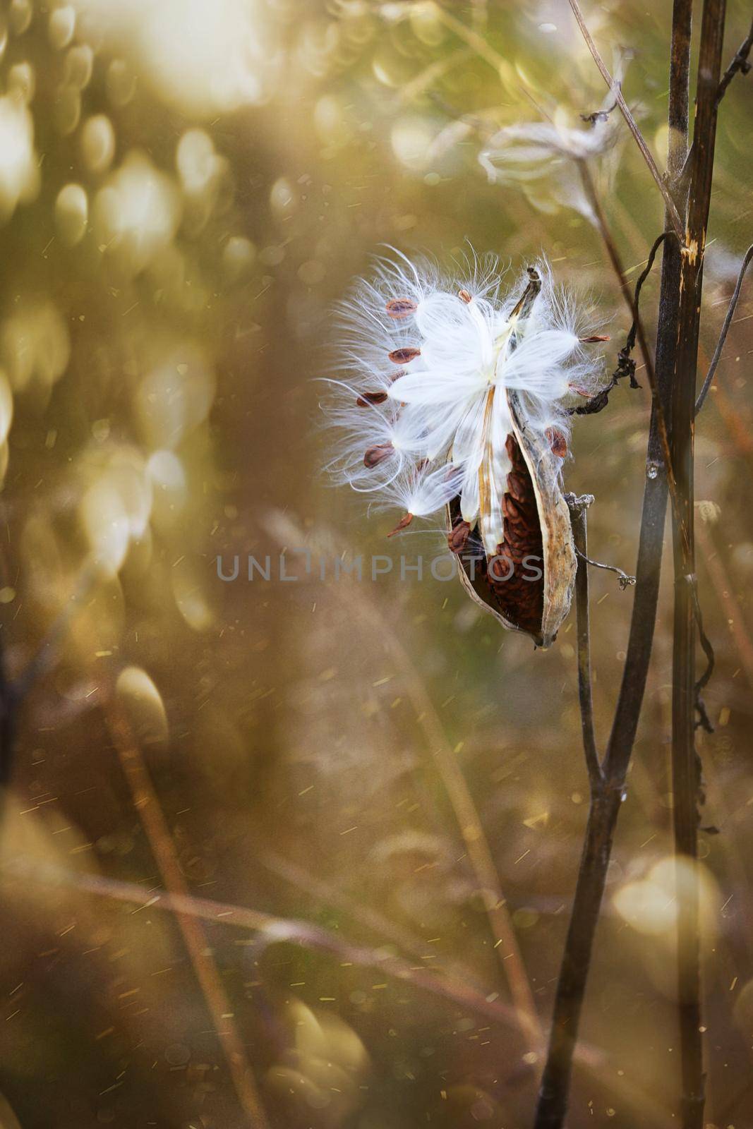 Milkweed pods opening with seeds about to blow in the wind