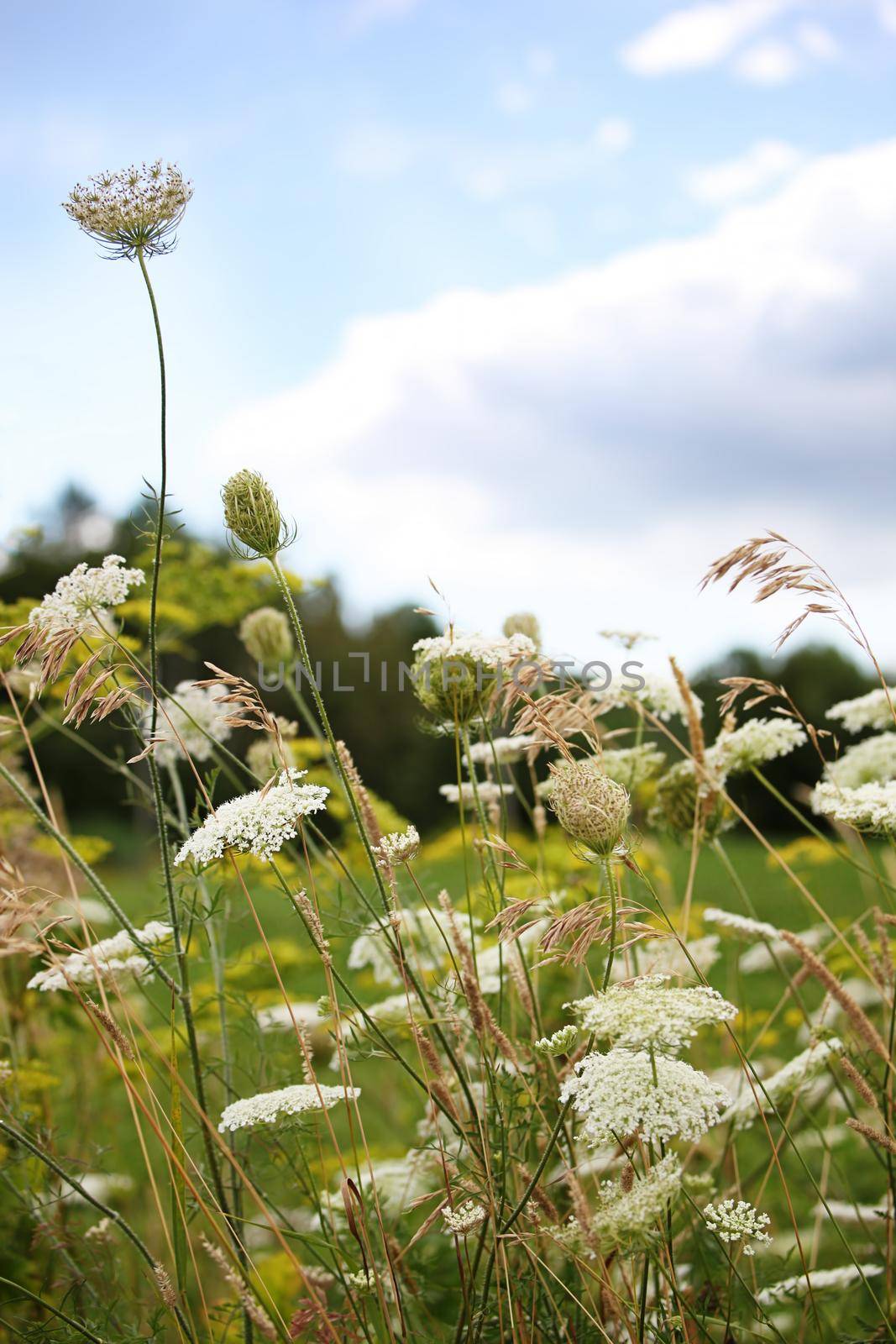 Queen Anne’s lace flowers with wildflowers in field