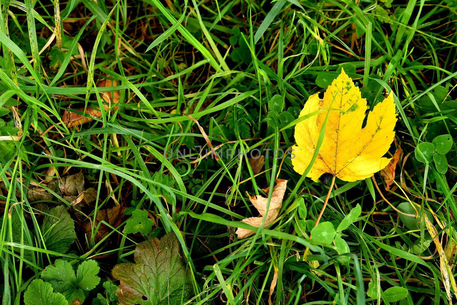 autumnal colored maple leaf in a green meadow by Jochen