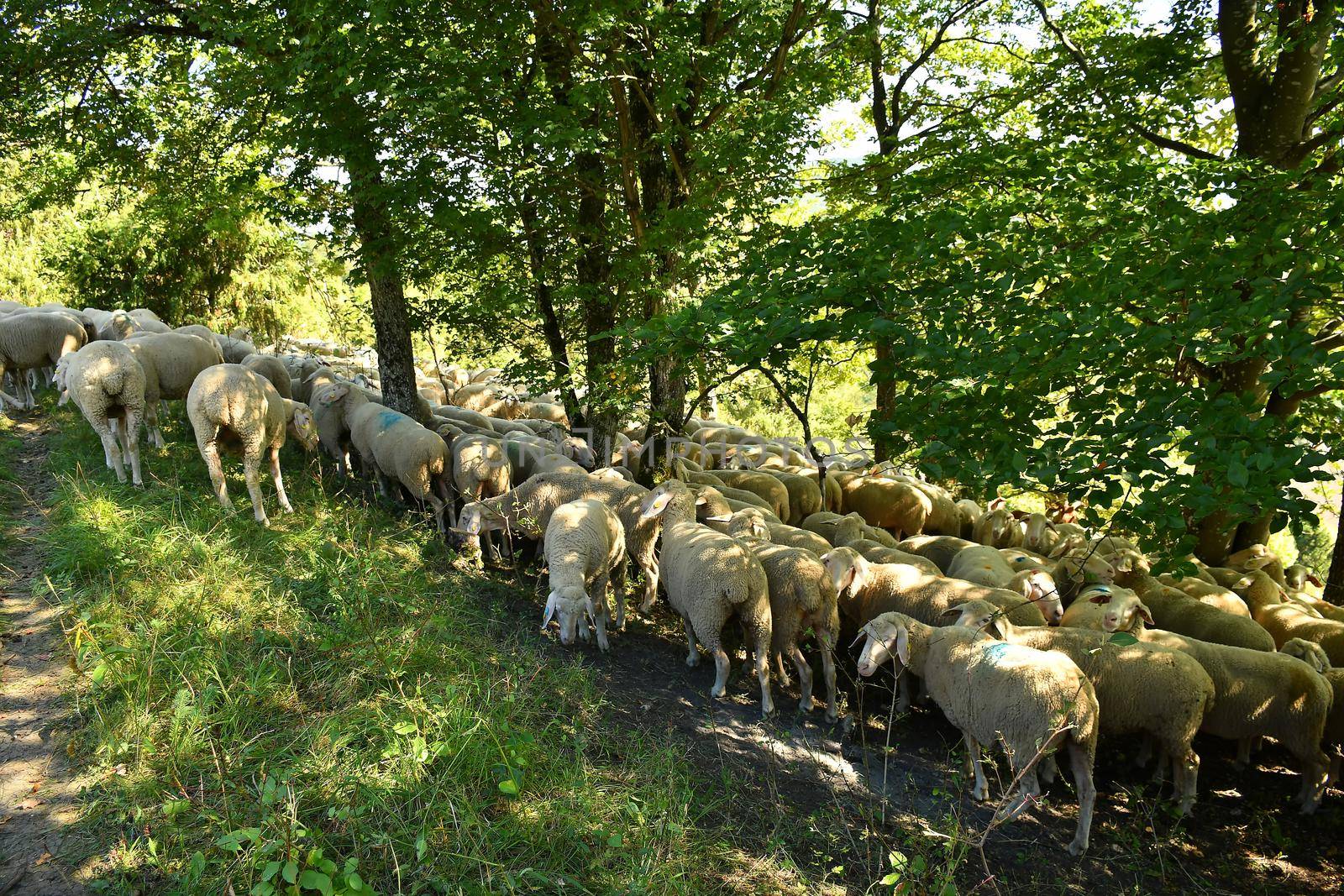 sheeps on a pasture in autumn