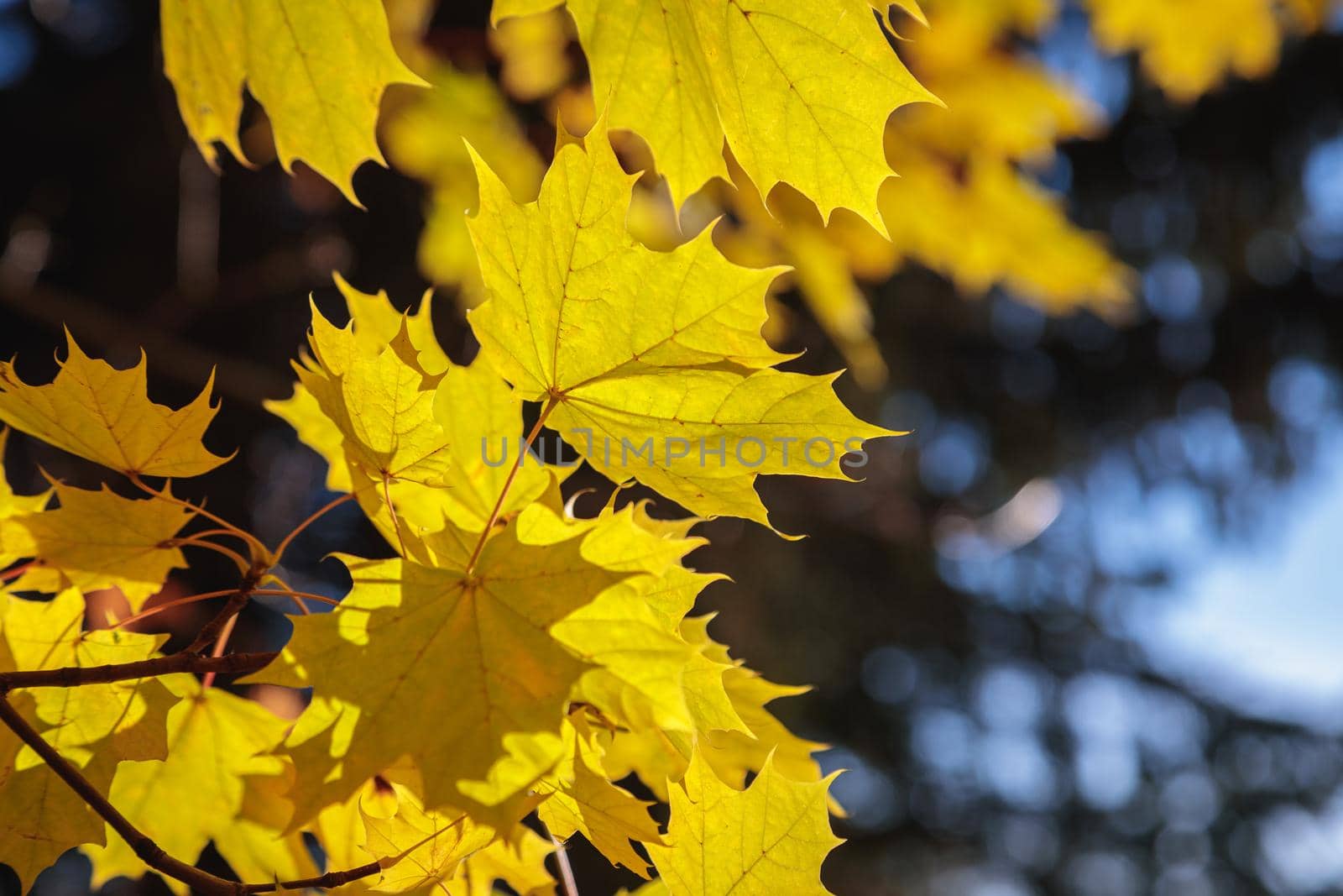 Maple yellow leaves in the autumn park. The season is autumn. Close-up.