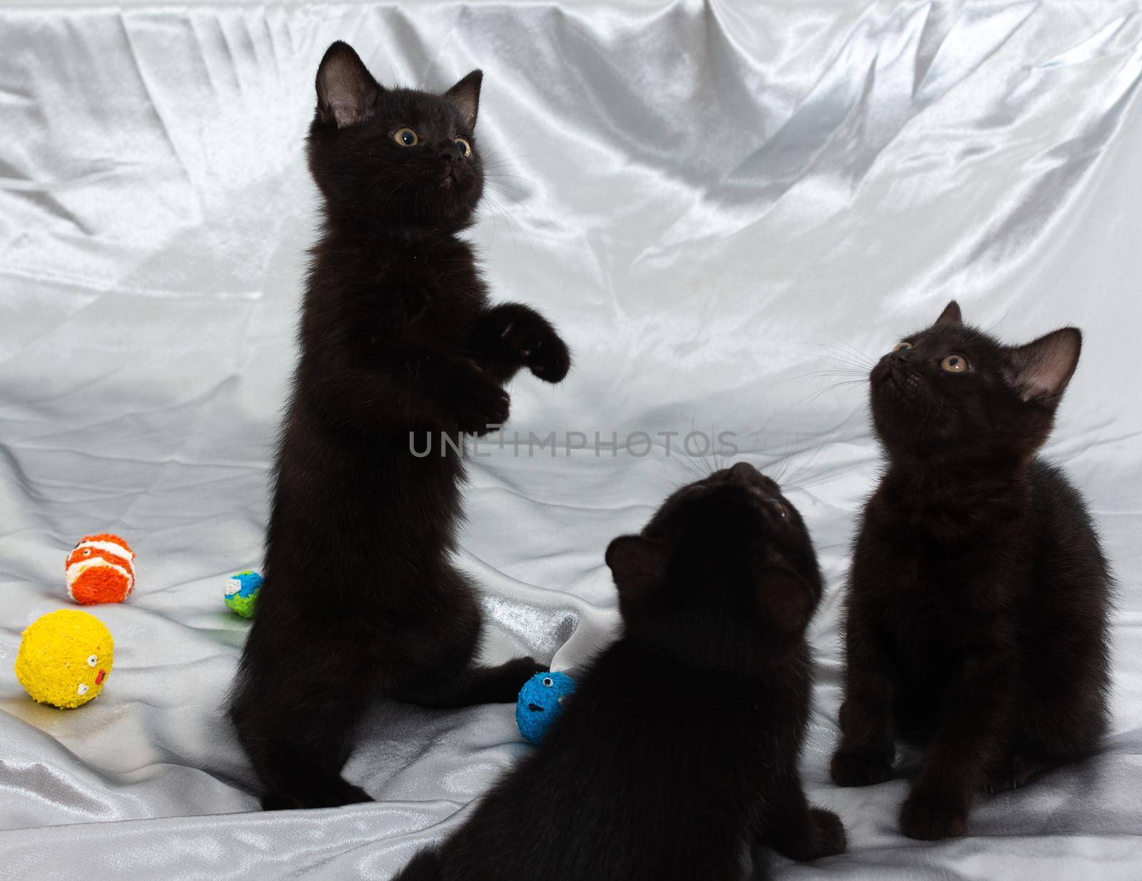 black bombay kitten cat with ball stay straight by SorokinNikita