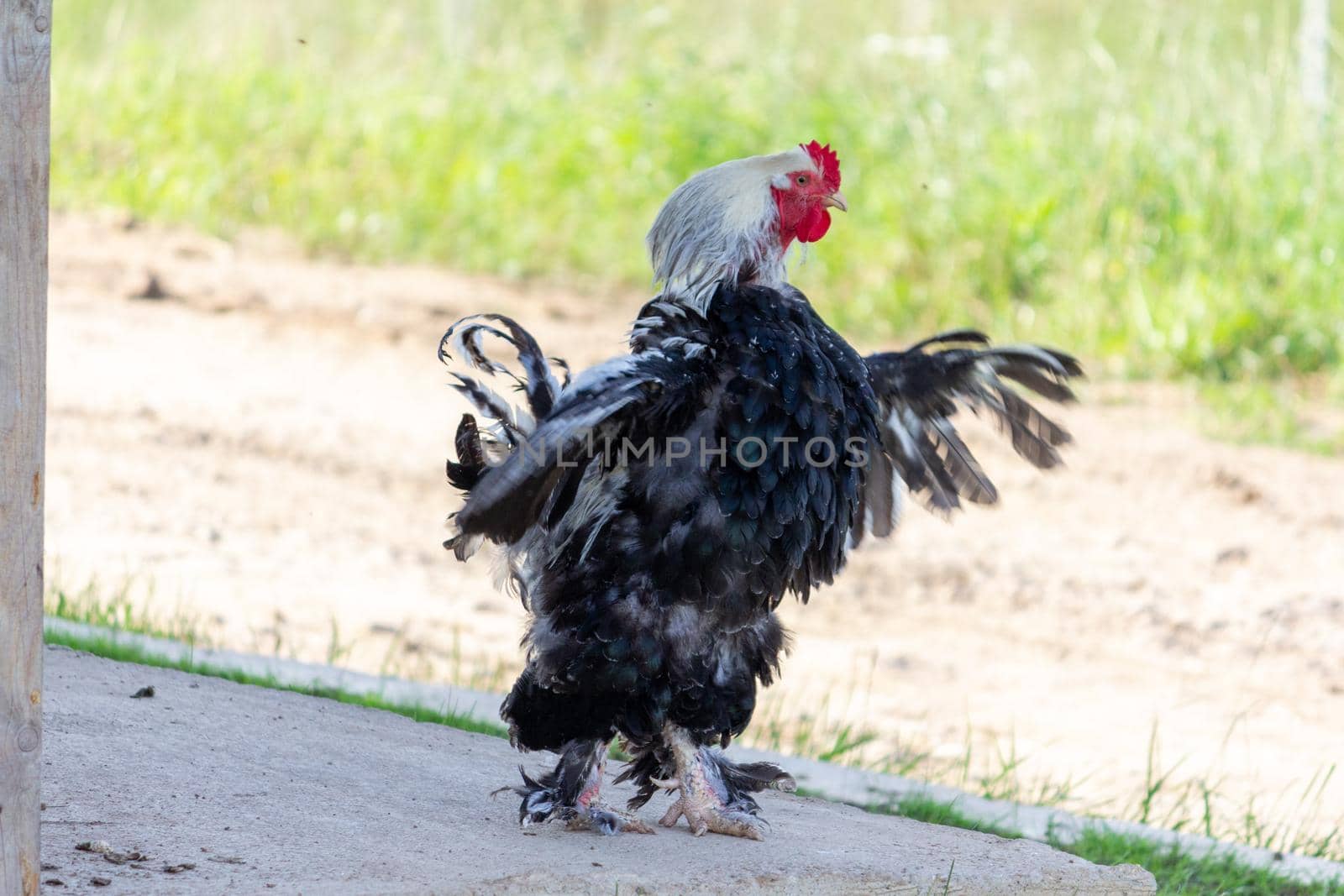 Rooster and hens on the farm walks and spread its wings by SorokinNikita