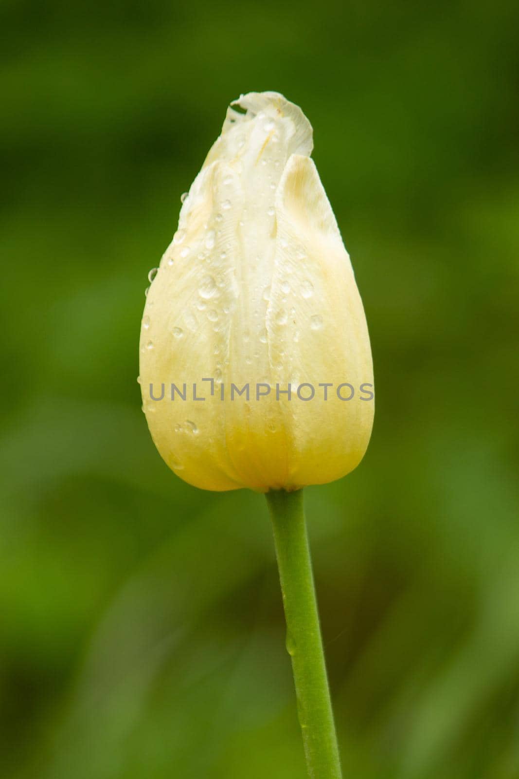 White yellow tulip close in green lovely foliage with morning dew by SorokinNikita