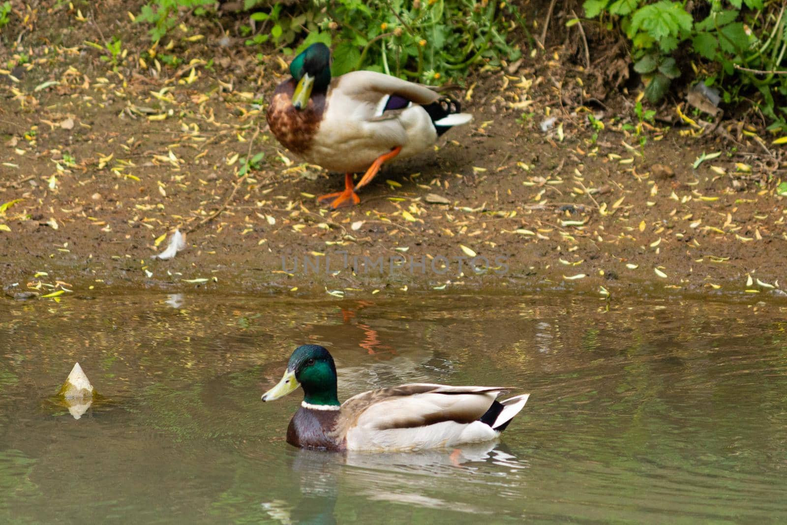 A flock of ducks in a water by SorokinNikita