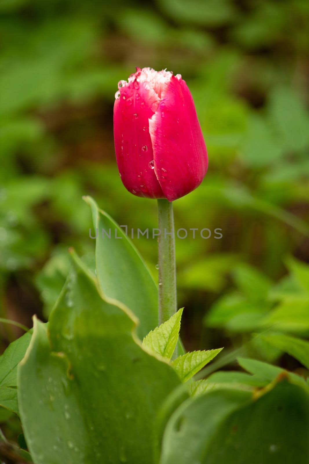 Red tulip close in green lovely foliage with morning dew by SorokinNikita