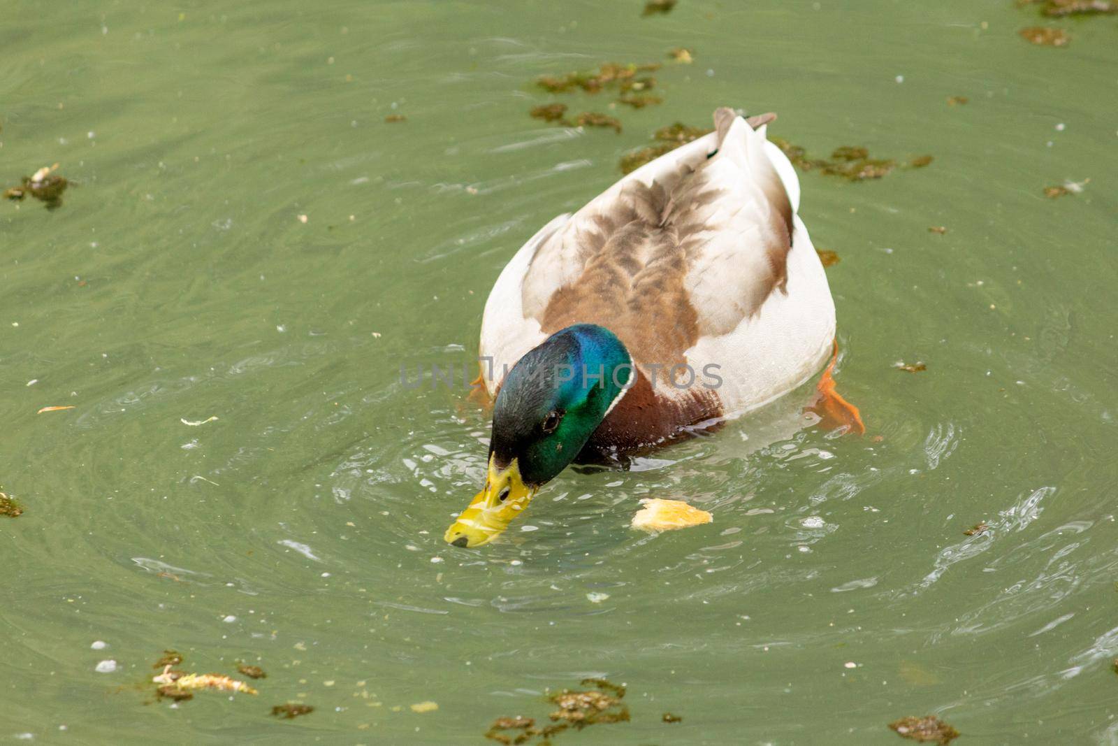 A duck swimming in a body of water. High quality photo