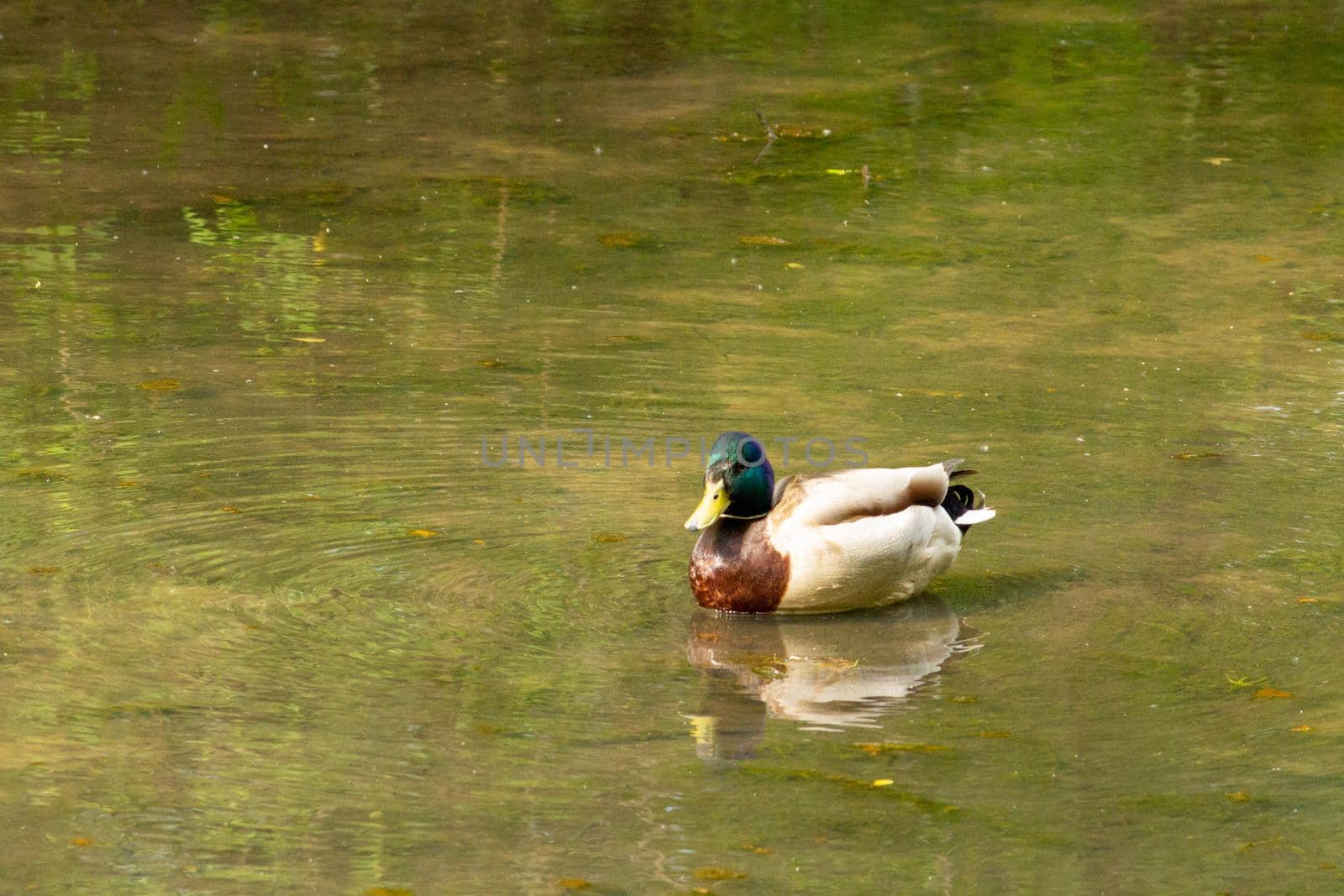 adult mallard duck drake in a poun water by SorokinNikita