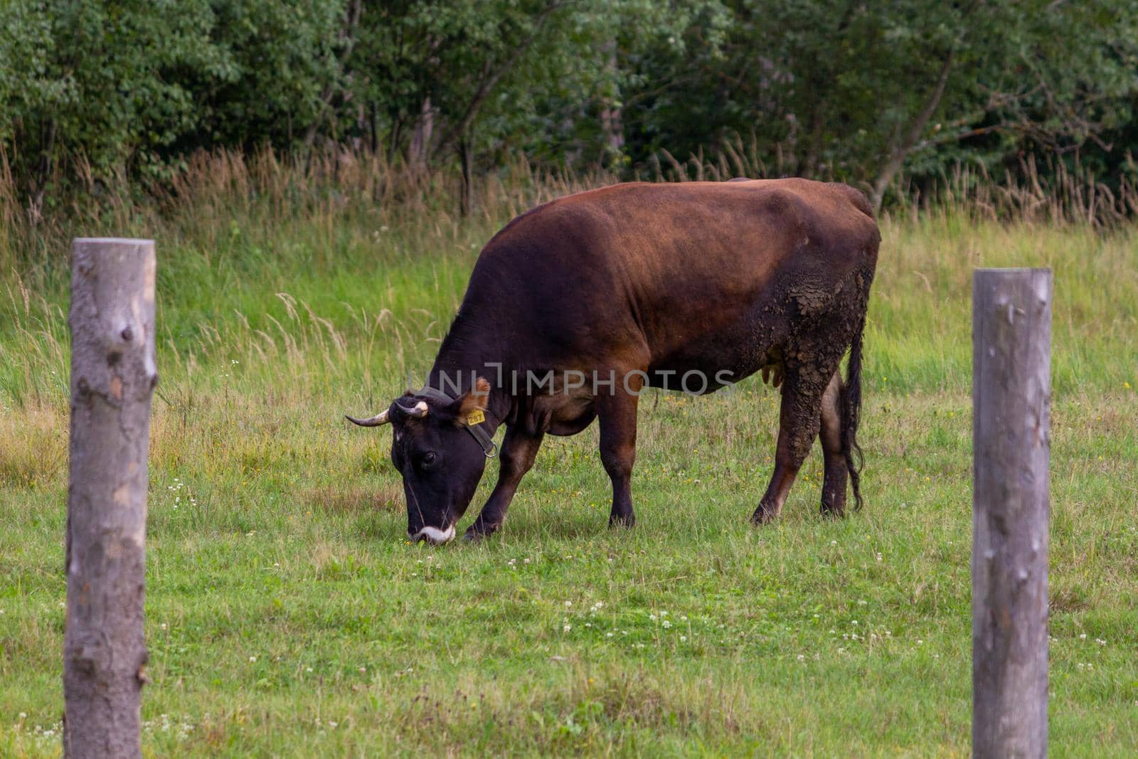 Cows on a farm producing milk in a meadow. High quality photo