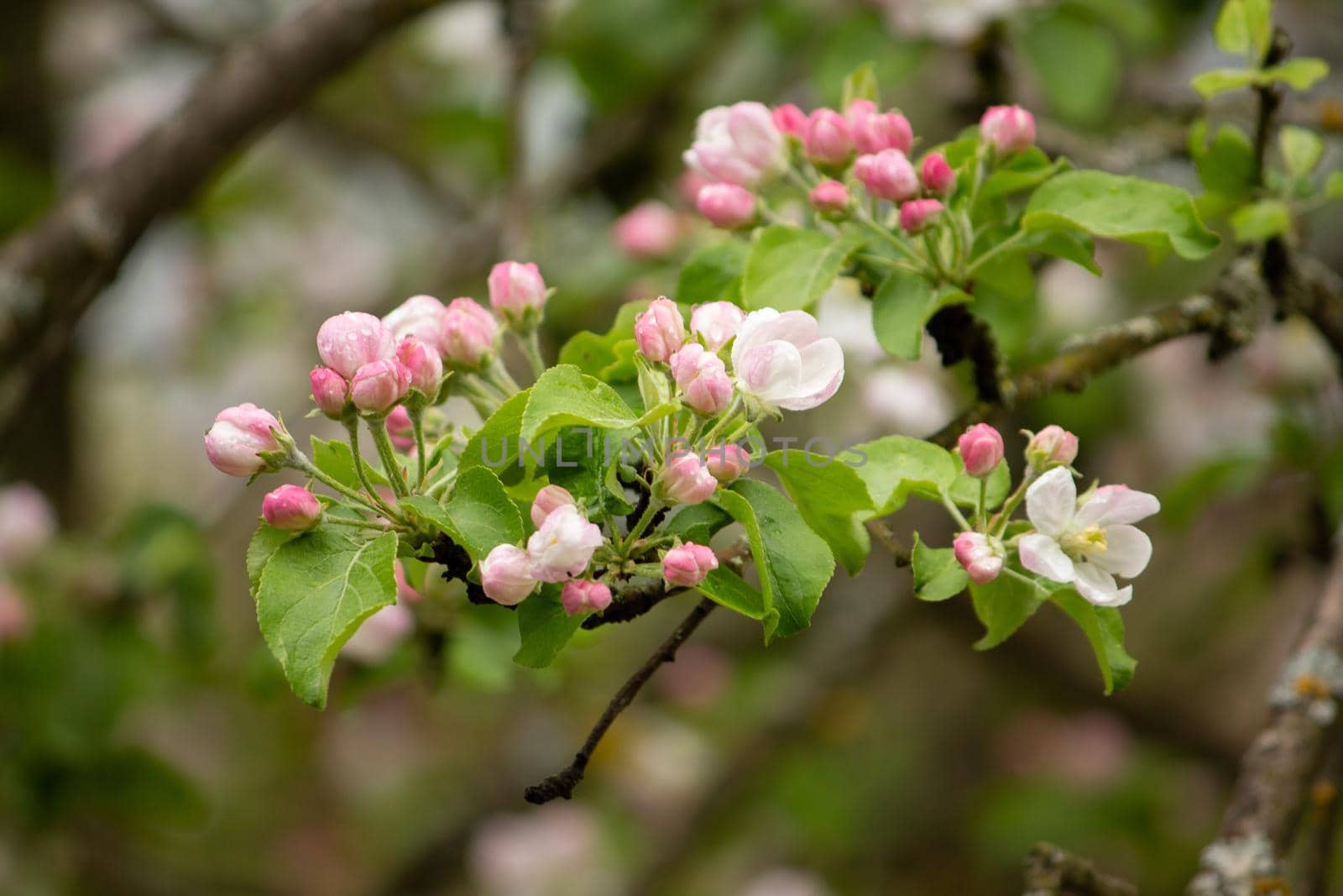 A close up of a flower apple tree blossom by SorokinNikita