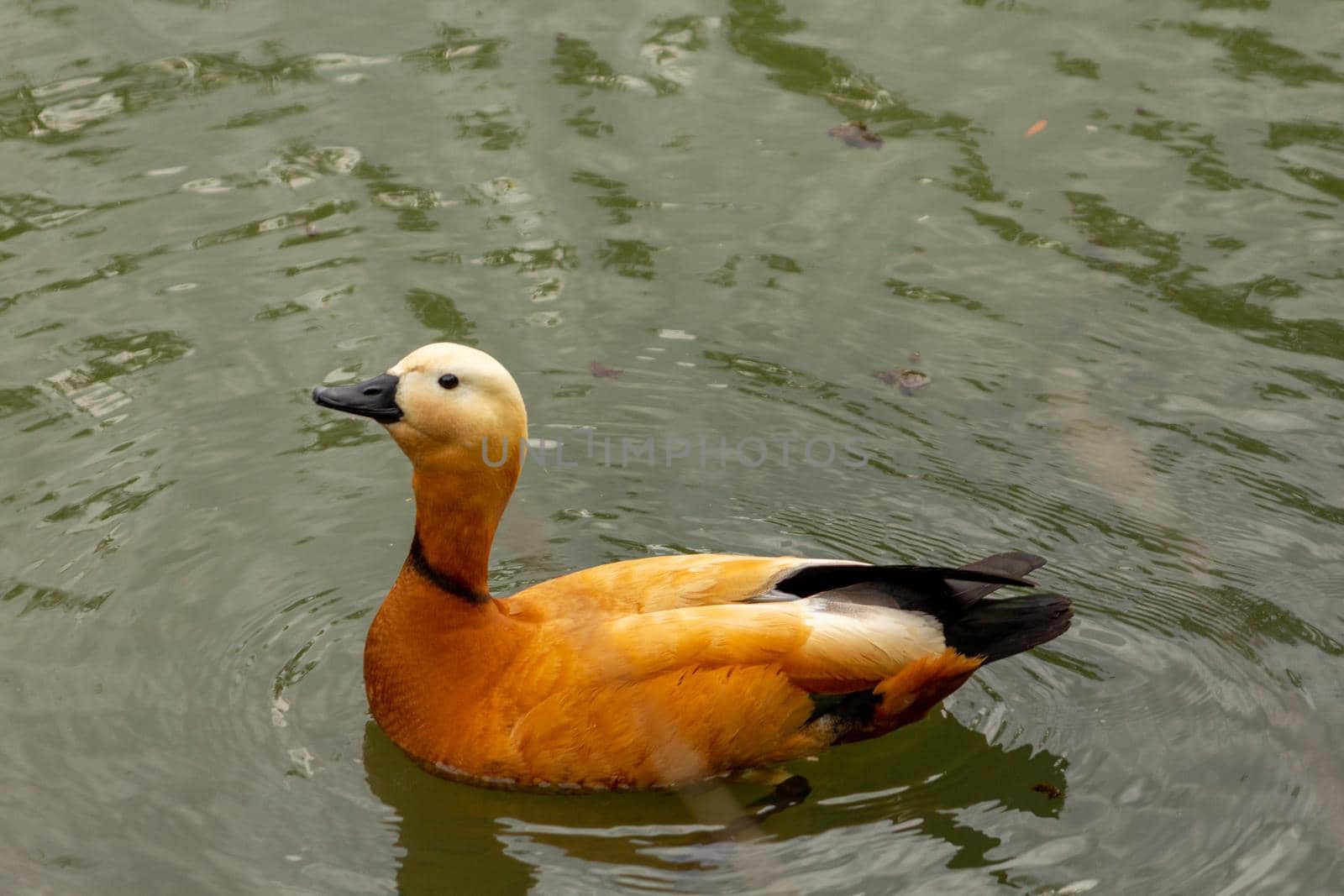 Duck ogar ogari swimming in water orange by SorokinNikita