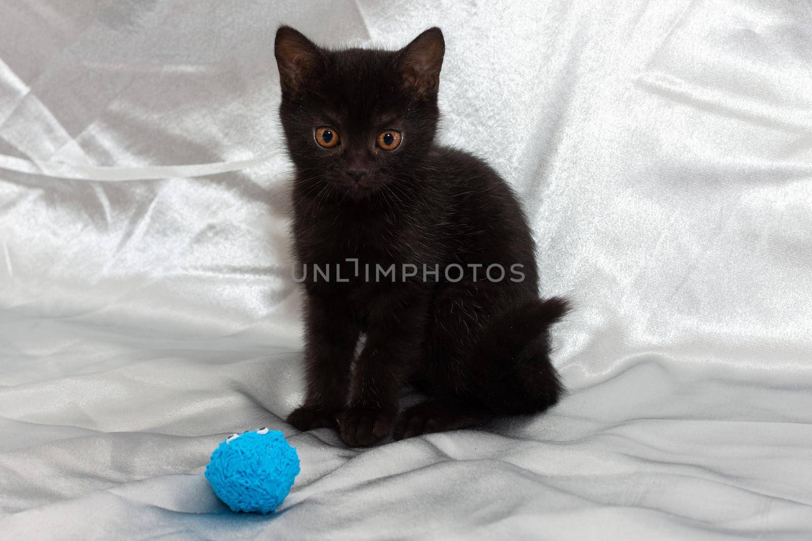 black bombay kitten cat with ball cute by SorokinNikita