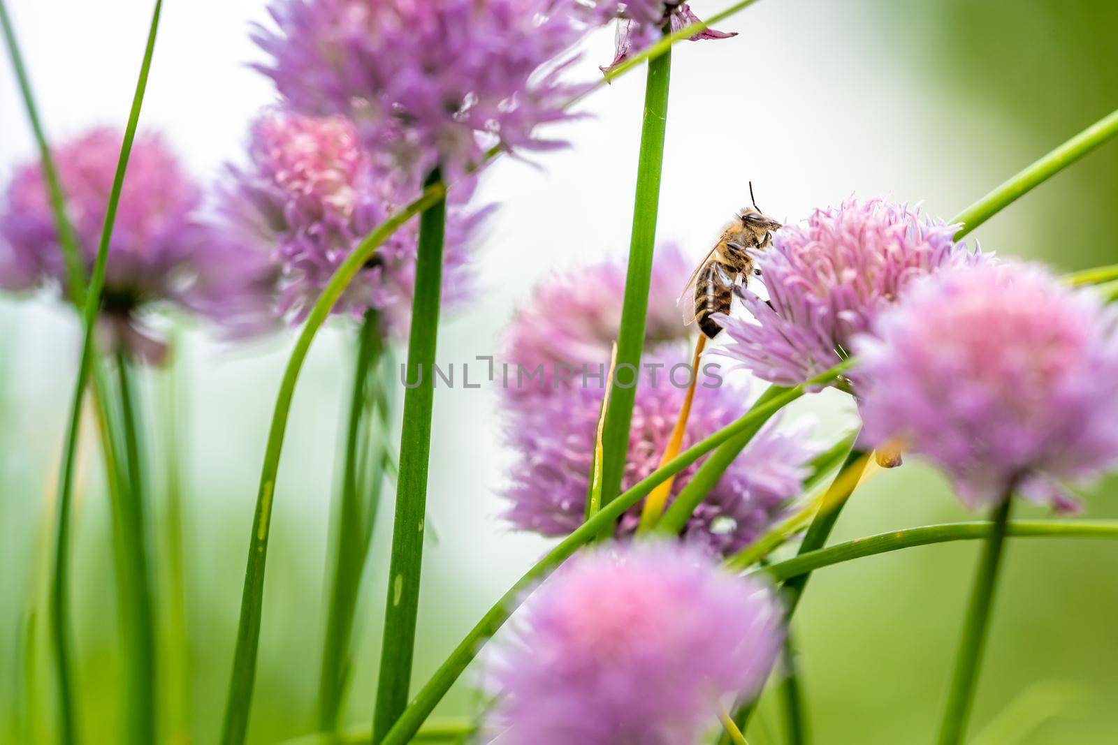 flowering chives in a green farm garden with bee.