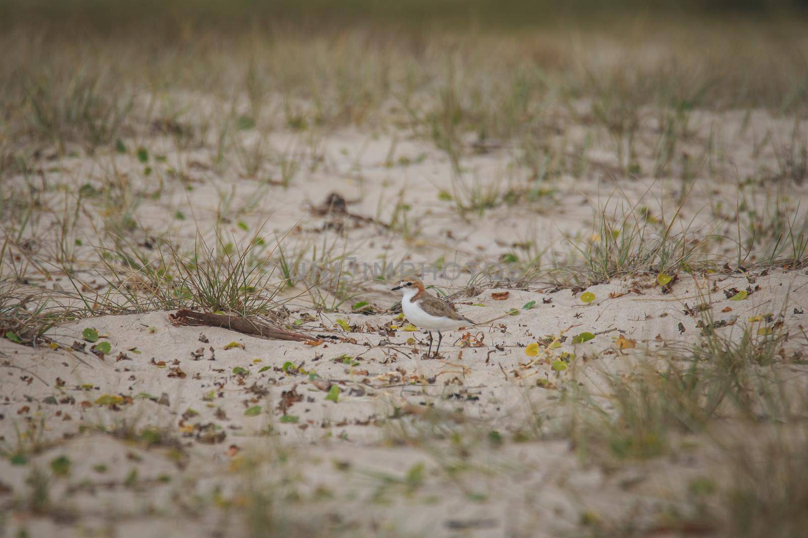 Red-capped plover ~ Charadrius ruficapillus ~ also known as the red-capped dotterel. High quality photo