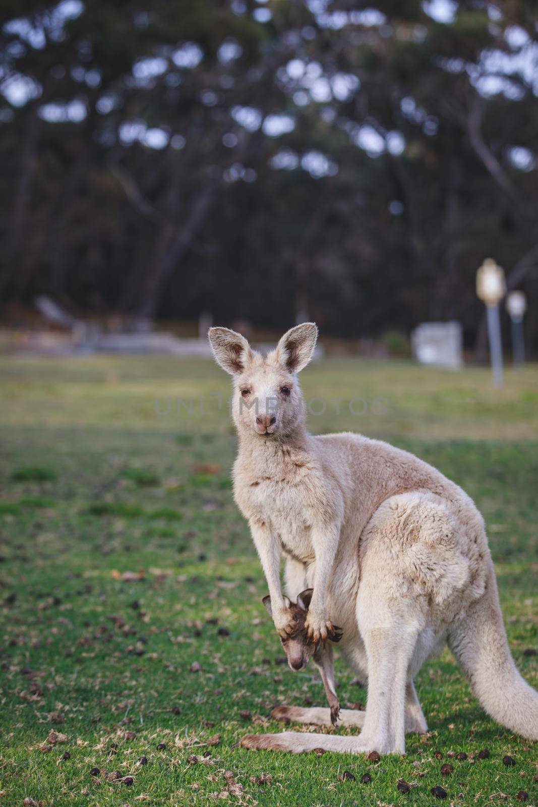 White kangaroo grazing with her joey, Australia . High quality photo