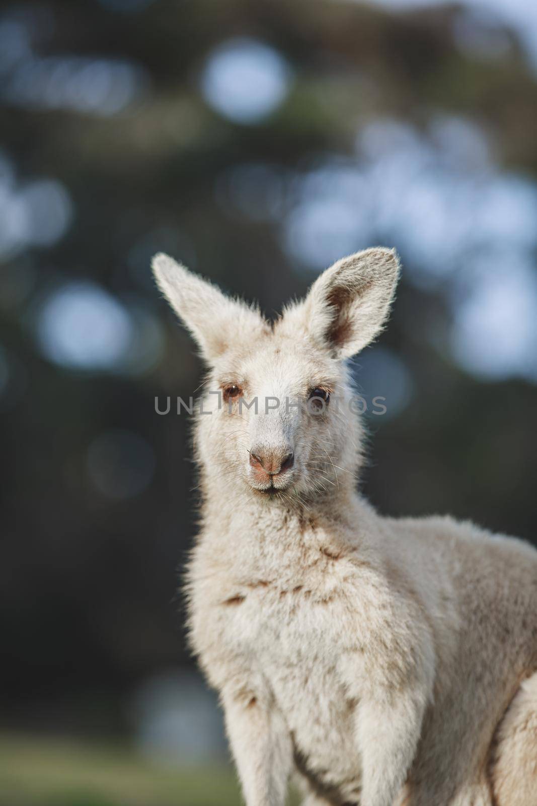 White kangaroo grazing with her joey. by braydenstanfordphoto