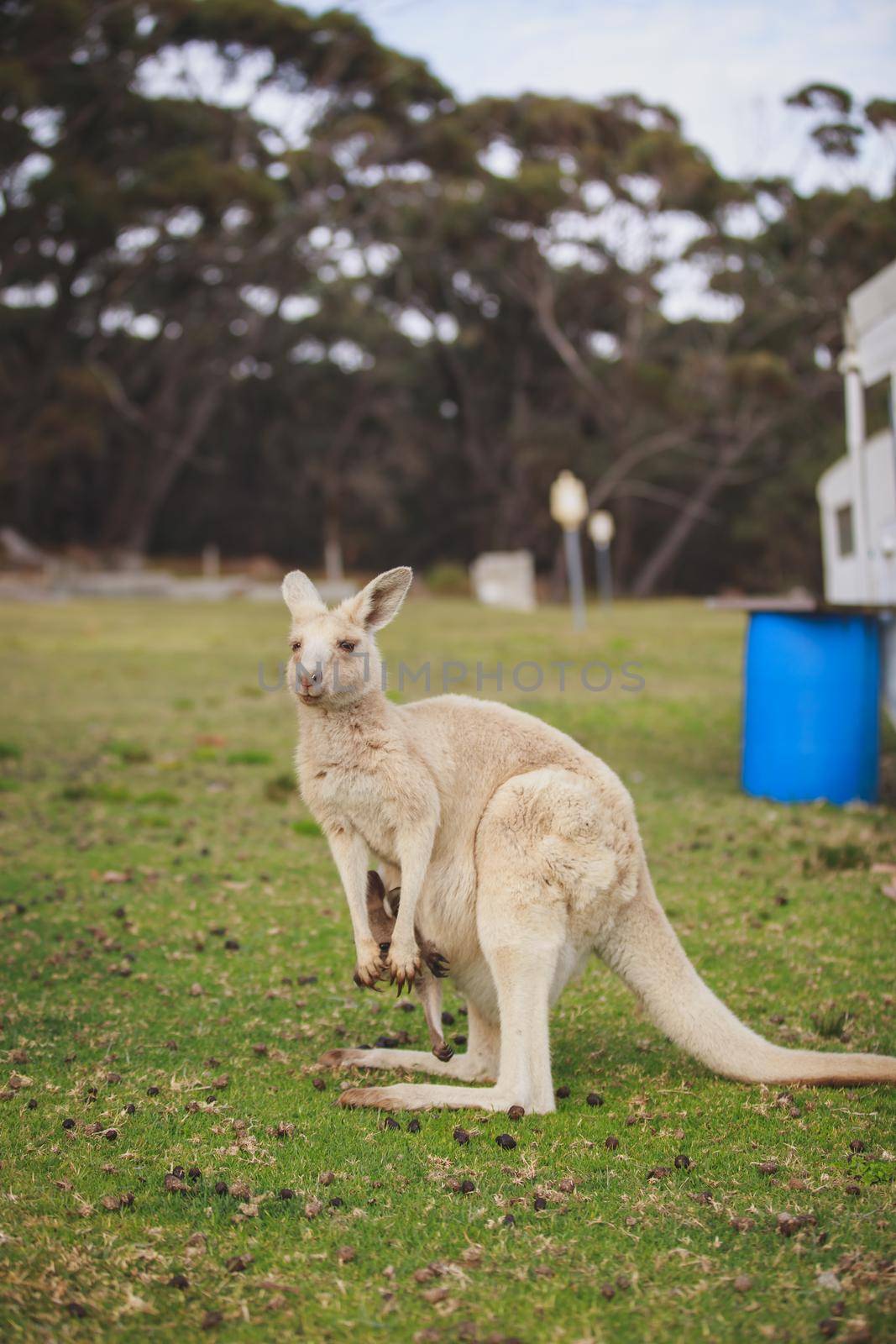 White kangaroo grazing with her joey, Australia . High quality photo