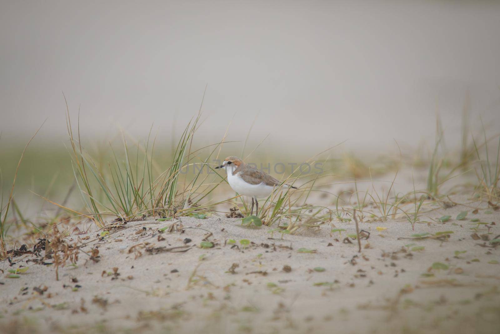 Red-capped plover on the foreshore by braydenstanfordphoto