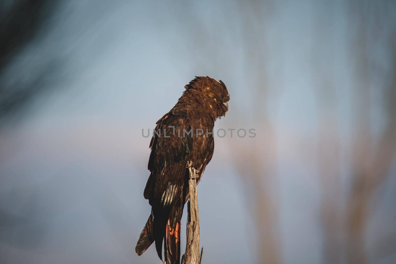 Glossy Black Cockatoo, Ulladulla, NSW, Australia. High quality photo