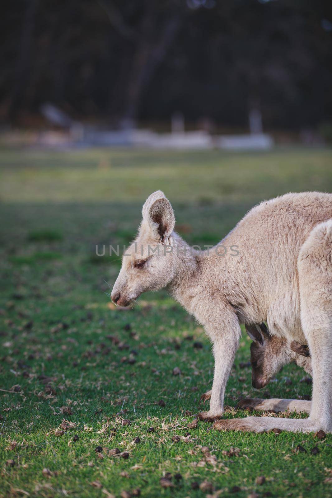 White kangaroo grazing with her joey. by braydenstanfordphoto