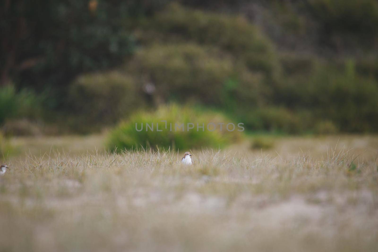 Red-capped plover on the foreshore by braydenstanfordphoto