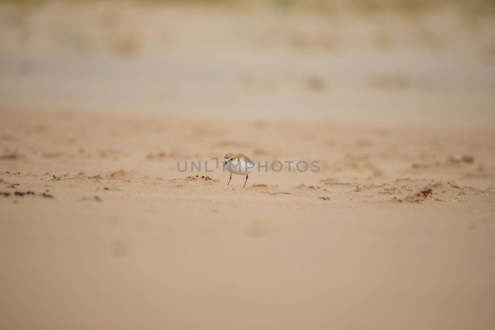 Red-capped plover ~ Charadrius ruficapillus ~ also known as the red-capped dotterel. High quality photo
