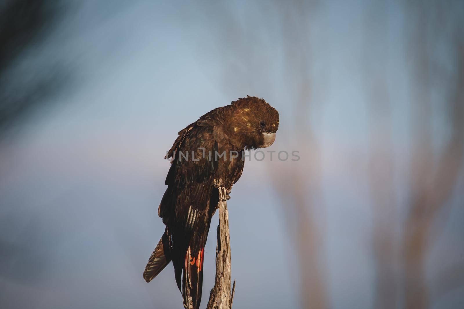 Glossy Black Cockatoo, Ulladulla, NSW, Australia. High quality photo