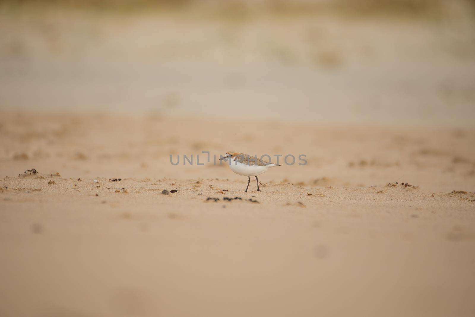 Red-capped plover ~ Charadrius ruficapillus ~ also known as the red-capped dotterel. High quality photo