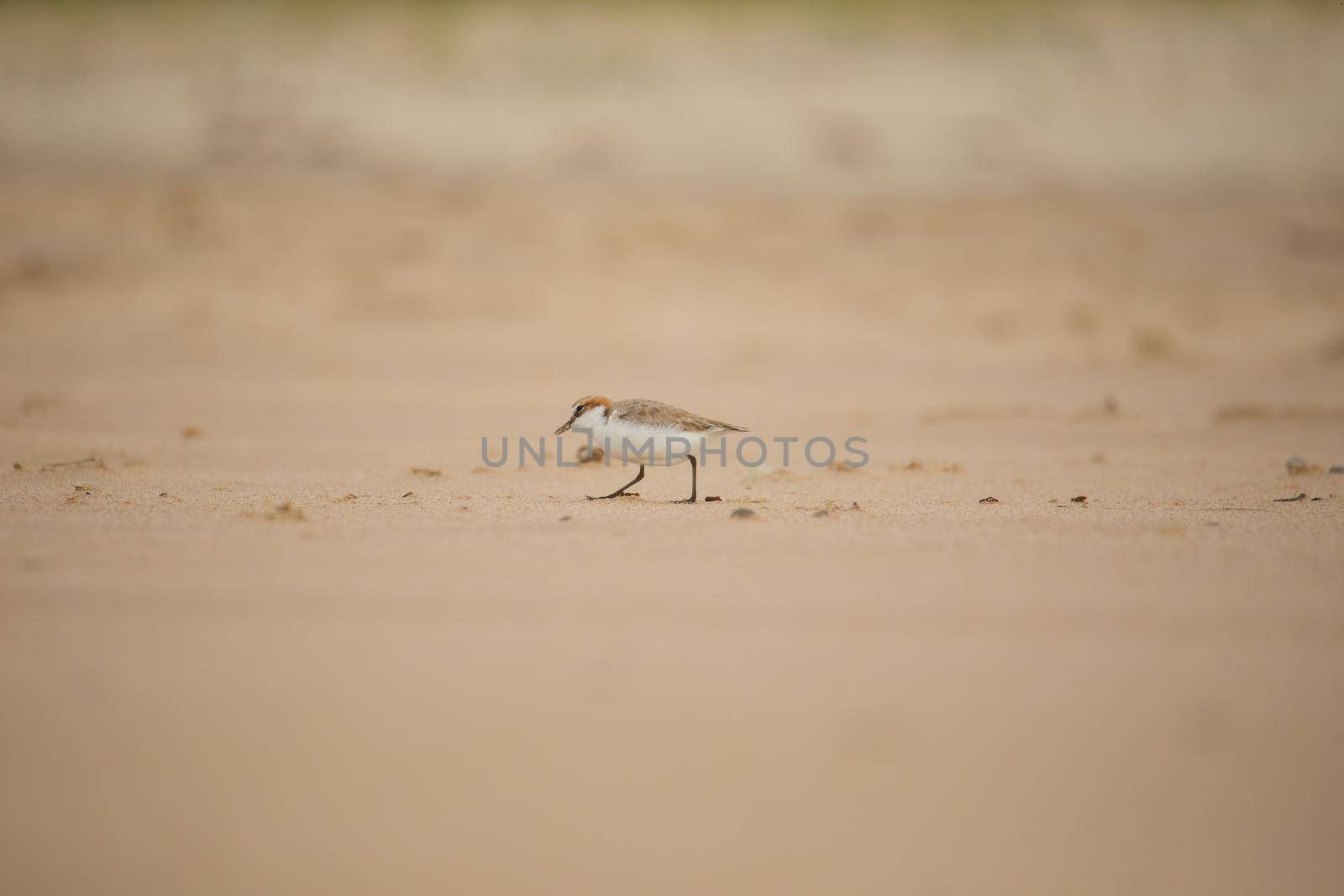 Red-capped plover ~ Charadrius ruficapillus ~ also known as the red-capped dotterel. High quality photo