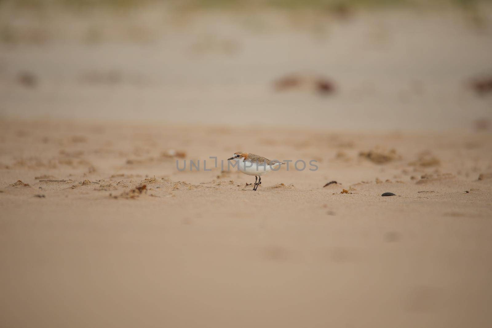 Red-capped plover on the foreshore by braydenstanfordphoto