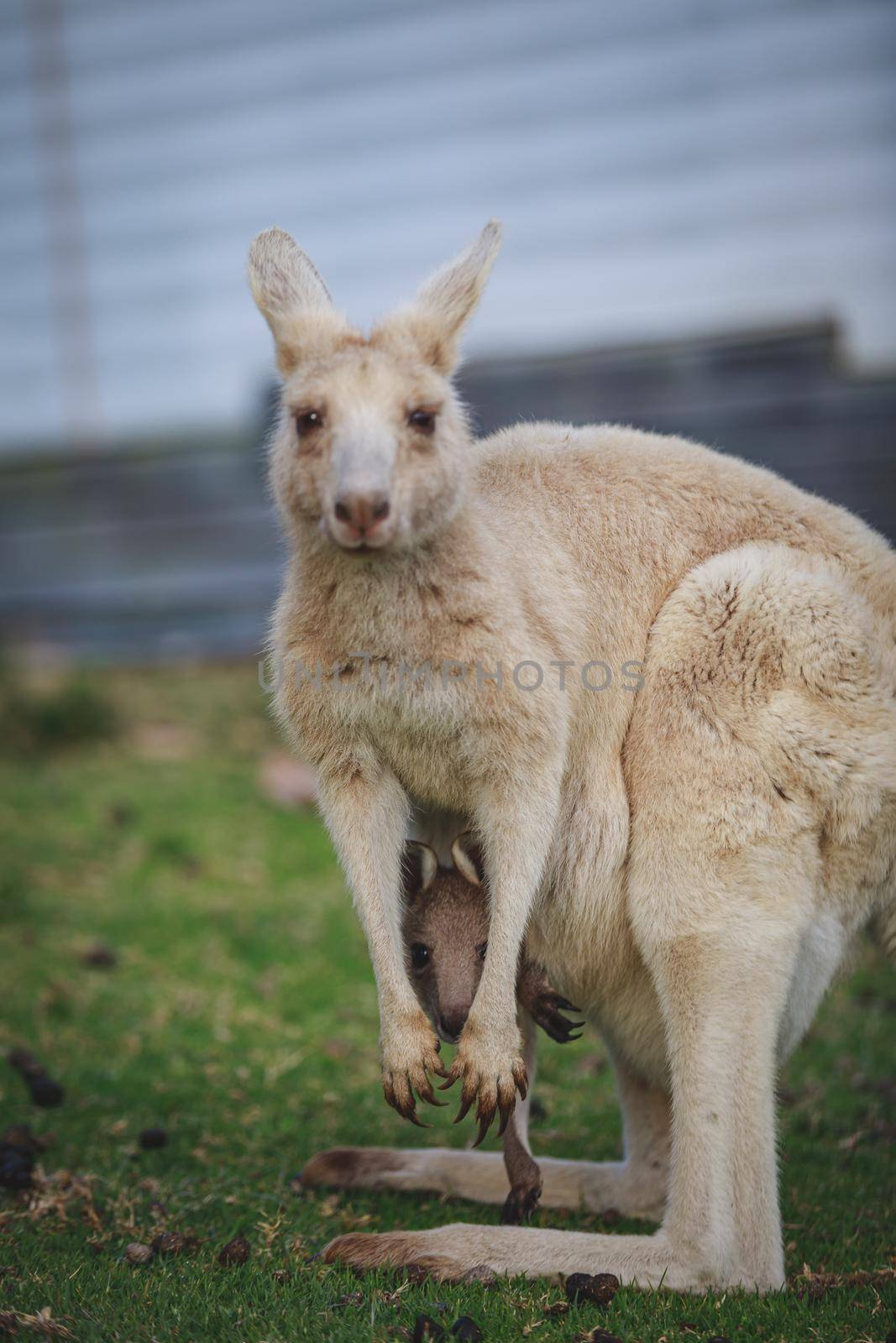 White kangaroo grazing with her joey, Australia . High quality photo