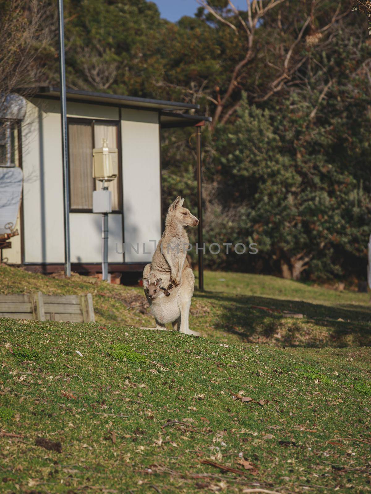 White kangaroo grazing with her joey. by braydenstanfordphoto