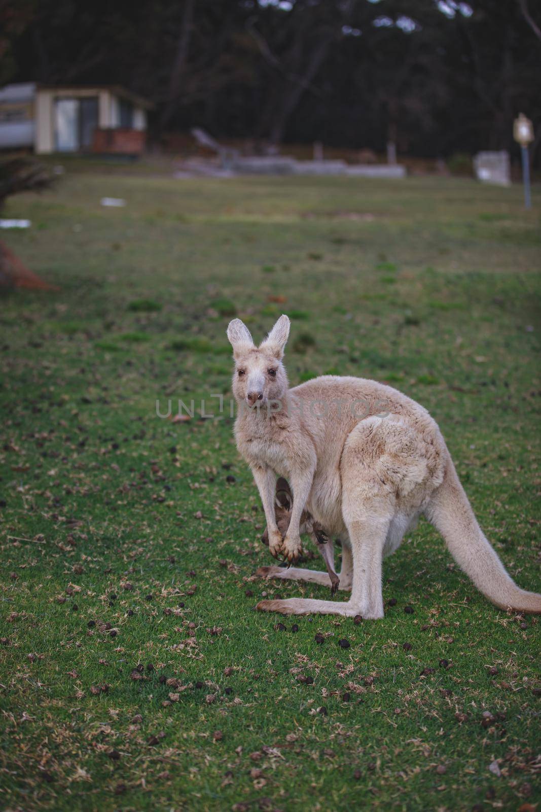 White kangaroo grazing with her joey. by braydenstanfordphoto