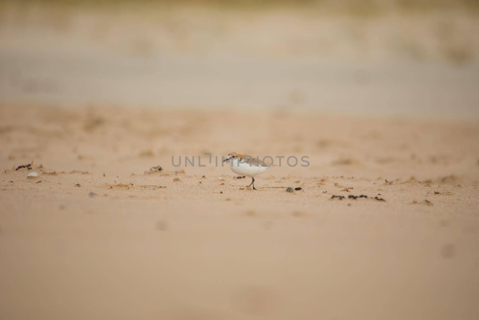 Red-capped plover on the foreshore by braydenstanfordphoto