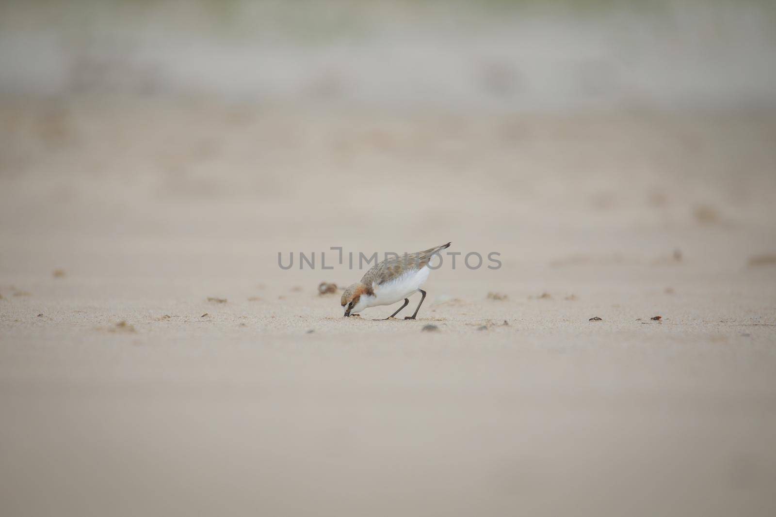 Red-capped plover ~ Charadrius ruficapillus ~ also known as the red-capped dotterel. High quality photo