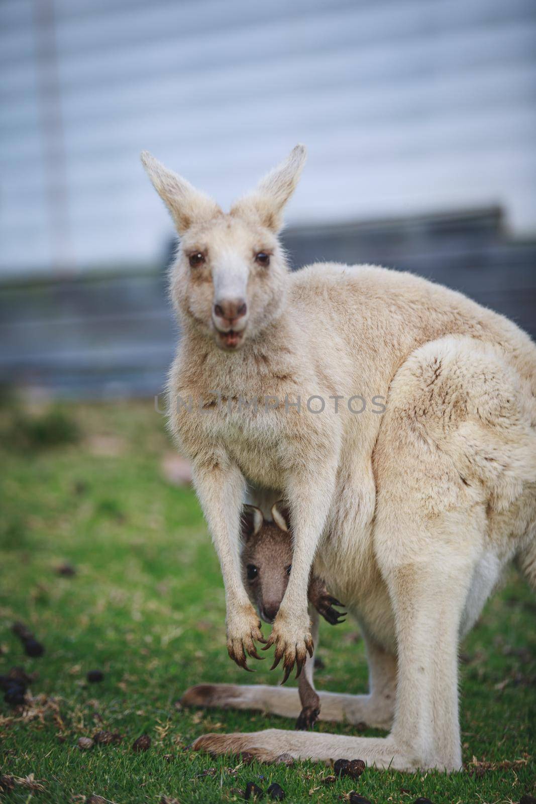 White kangaroo grazing with her joey, Australia . High quality photo