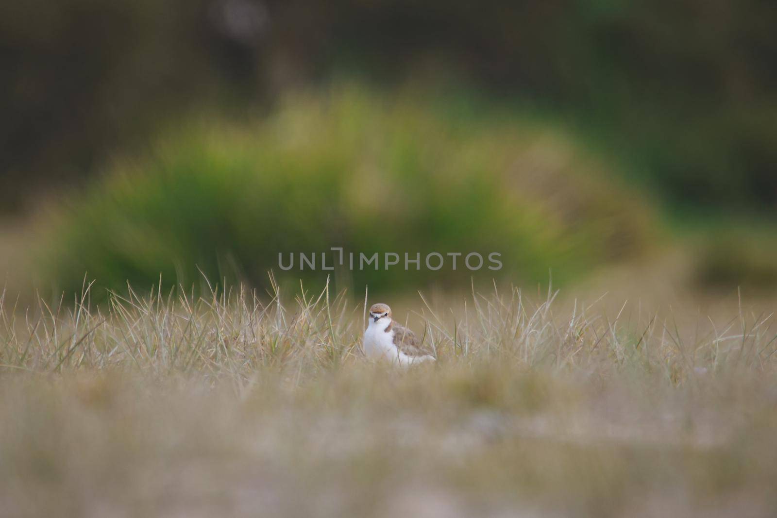 Red-capped plover ~ Charadrius ruficapillus ~ also known as the red-capped dotterel. High quality photo
