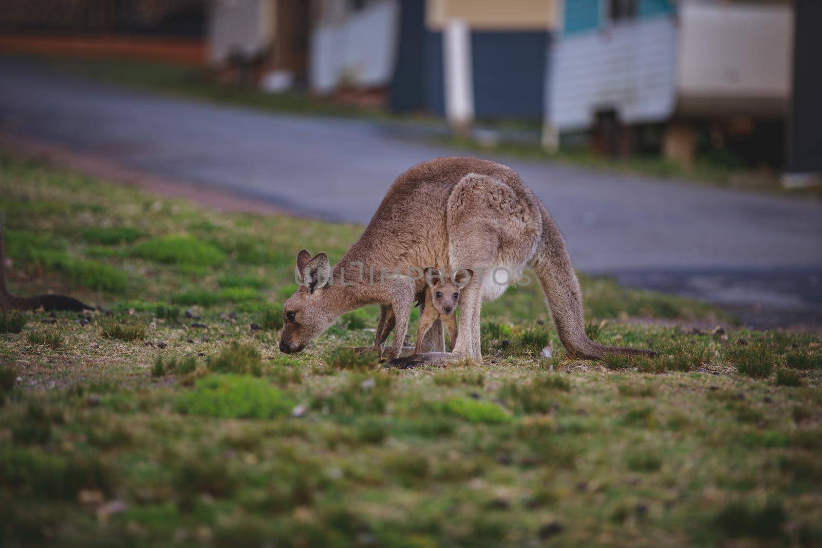 Female Eastern Grey Kangaroo with her Joey by braydenstanfordphoto