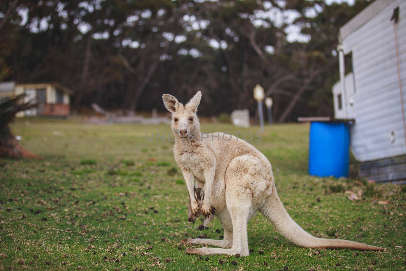 White kangaroo grazing with her joey, Australia . High quality photo