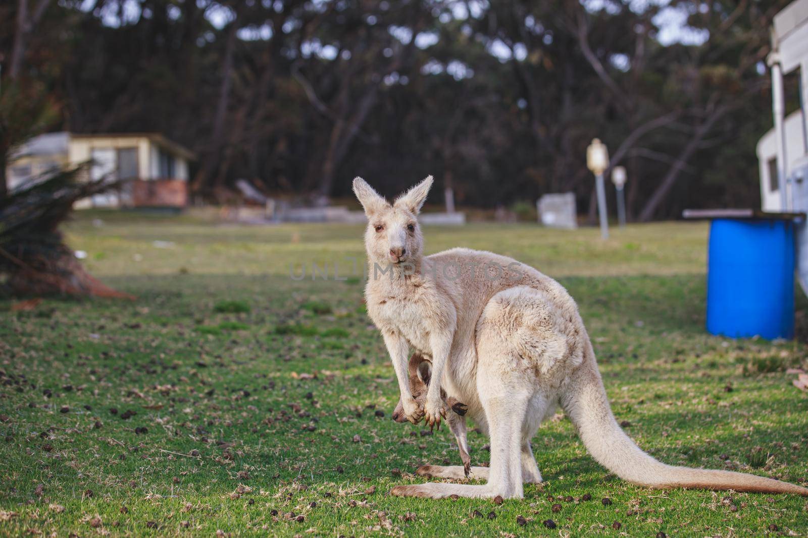 White kangaroo grazing with her joey, Australia . High quality photo