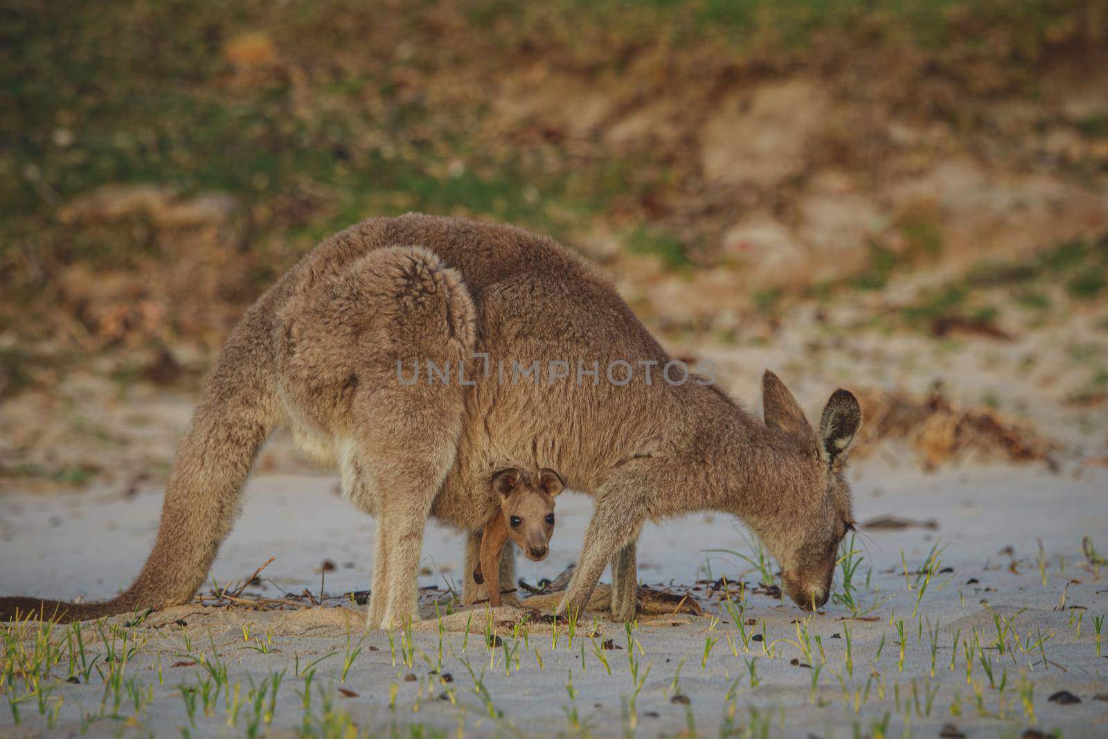 Female Eastern Grey Kangaroo with her Joey by braydenstanfordphoto