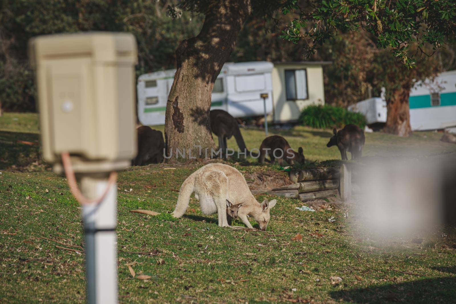 White kangaroo grazing with her joey, Australia . High quality photo