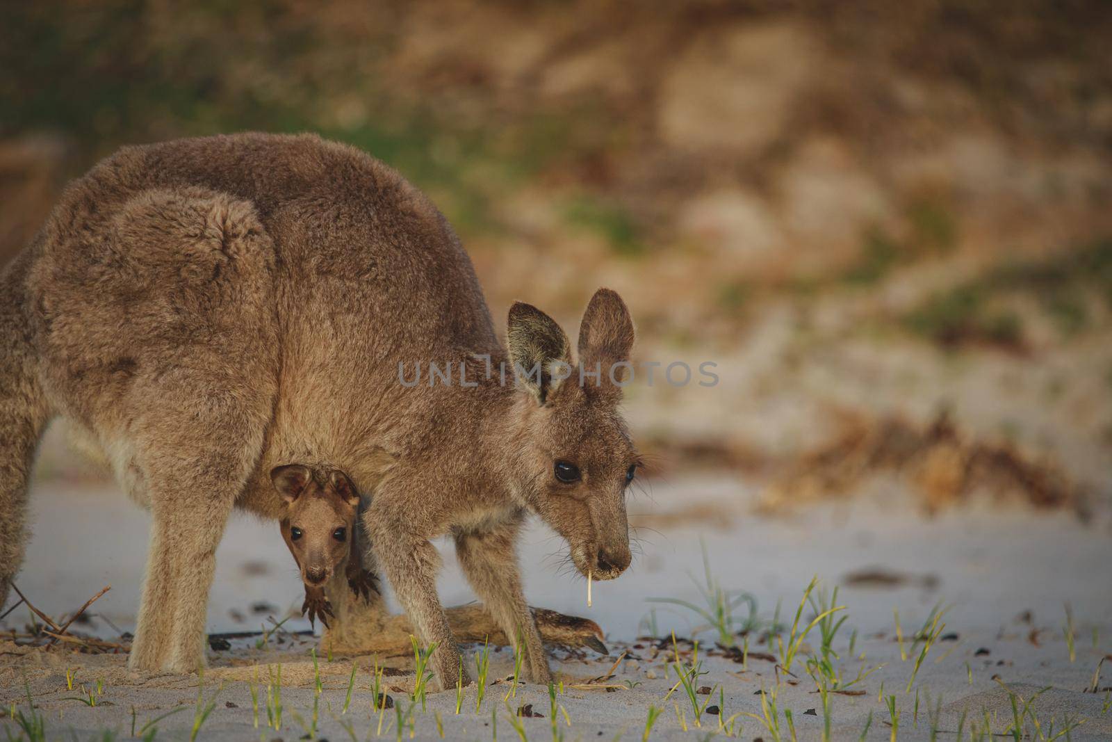 Female Eastern Grey Kangaroo with her Joey. High quality photo