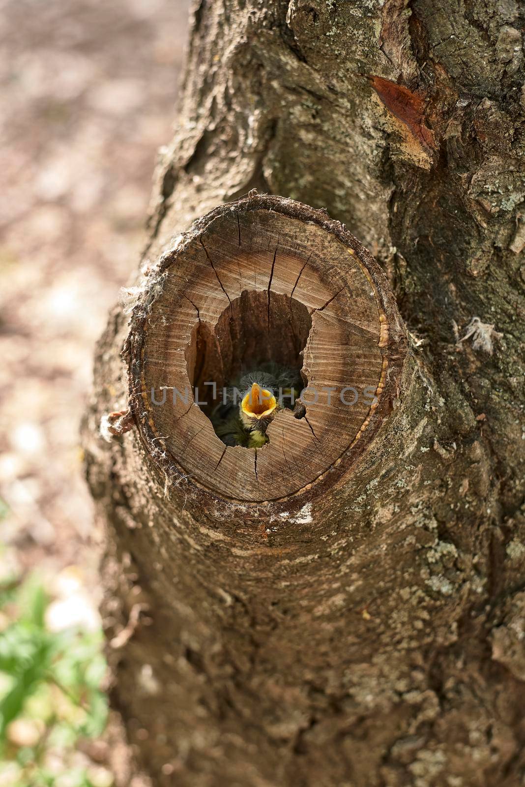 Small bird in a nest inside a tree. Wood, close-up, detail and macro photography, blurred background. Hatchling begging for food