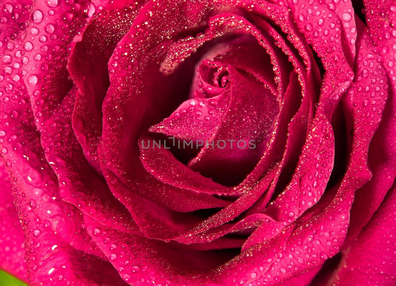 Sweet color of pink rose , Romance color natural floral background by Satakorn