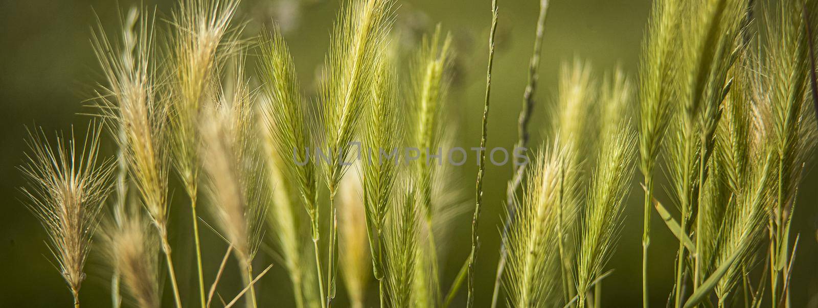 Ears of wheat macro detail, banner image with copy space