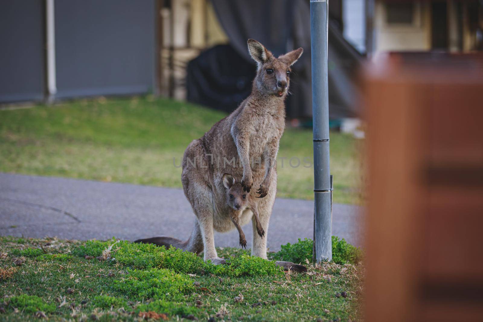 Female Eastern Grey Kangaroo with her Joey by braydenstanfordphoto